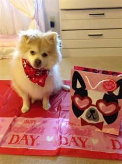 pomeranian-on-valentines-day-001 